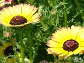 北京菊图片,秋日花海中的古都风情
