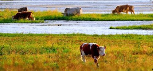 都市放牛郭雅心照片,镜头下的时尚与魅力